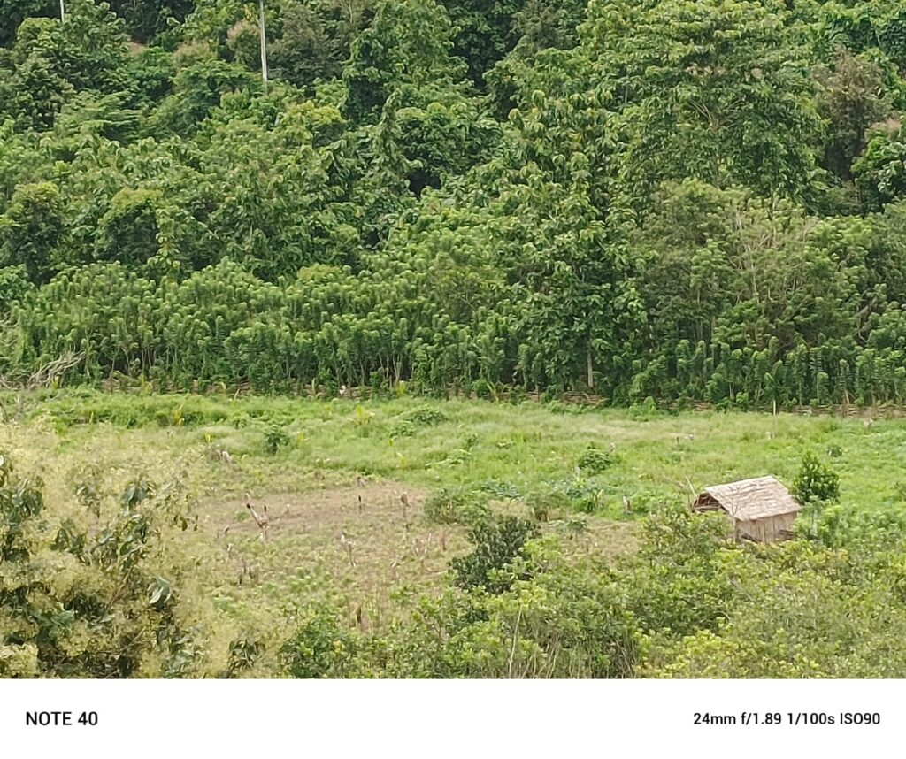 Diduga Akibat Pembalakan Liar, Kawasan Hutan Tanaman Industri di Kolono Kini Berubah Bentuk