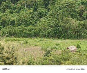 Diduga Akibat Pembalakan Liar, Kawasan Hutan Tanaman Industri di Kolono Kini Berubah Bentuk