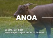 Kalibrasi Pemuda Terhadap Konservasi Satwa Endemik di Sulawesi Tenggara