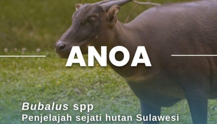 Kalibrasi Pemuda Terhadap Konservasi Satwa Endemik di Sulawesi Tenggara