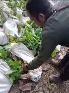Proyek Ekstensifikasi Kopi Rp9,9 Miliar di Bombana Diduga ada Korupsi, MPR Sultra Desak Kejati Usut Tuntas