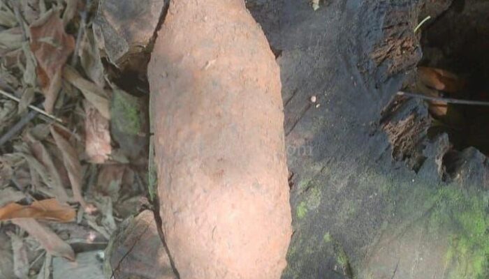 Heboh Penemuan Bom Tua di Perkebunan Nilam, Tim Gegana Diterjunkan ke Lokasi