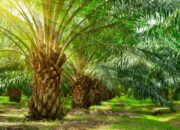 Lebih 1 Dekade Garap Ribuan Hektare Kawasan Hutan Tanpa Izin, PT DJL Diduga Timbulkan Kerugian Negara Fantastis