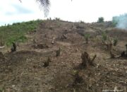 Ketimpangan Tata Kelola di Kawasan Rawa Aopa, Petani Padi Dibuat Menjerit Oleh Ekspansi Sawit